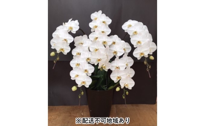 幸せが飛んでくる胡蝶蘭大輪5本立ち【配送不可：北海道、東北、沖縄、離島】 植物 