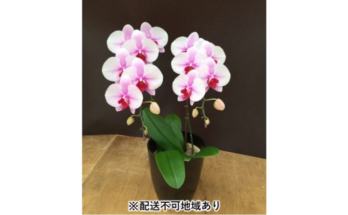 【福岡県朝倉市】幸せが飛んでくる胡蝶蘭ミディ二本立ち【配送不可:北海道、東北、沖縄、離島】 植物