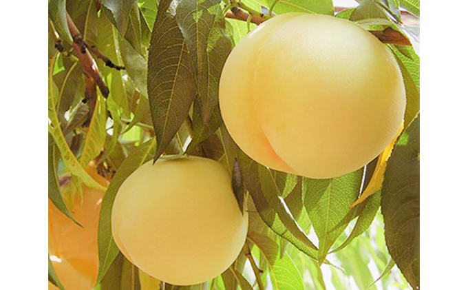 桃 2026年 先行予約 岡山特産 清水白桃 約2.0kg 7～8玉 桐箱入りもも モモ 岡山 国産 フルーツ 果物 ギフト 桃茂実苑  約2kg 