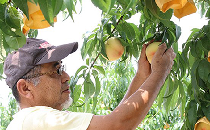桃 2026年 先行予約 岡山特産 清水白桃 約1.5kg 5玉 桐箱入りもも モモ 岡山 国産 フルーツ 果物 ギフト 桃茂実苑  
