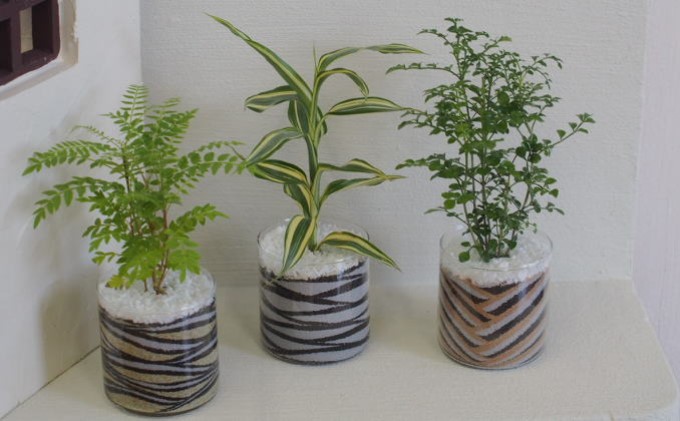 カラーサンド 3個 セット ブラウン・シック系 植物 インテリア ガーデン 