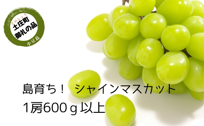 【 小豆島 】島育ち！ハウスシャインマスカット　1房化粧箱入り 600g以上 果物類 ぶどう ブドウ フルーツ 果物 