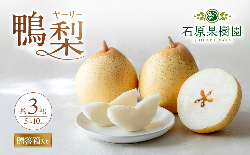 梨 2026年 先行予約 鴨梨（ヤーリー）5～10玉 合計約3kg 贈答箱【11月下旬～12月中旬頃発送】 ナシ なし 岡山県産 国産 フルーツ 果物 ギフト 石原果樹園 
