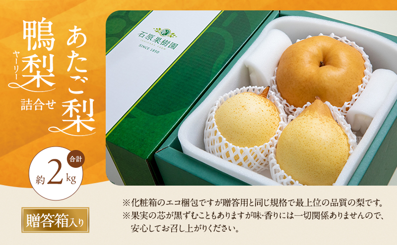 梨 2026年 先行予約 あたご梨・鴨梨（ヤーリー）詰合せ 合計約2kg あたご1～2玉 鴨梨2玉 贈答箱【11月下旬～12月中旬頃発送】 ナシ なし 岡山県産 国産 フルーツ 果物 ギフト 石原果樹園 