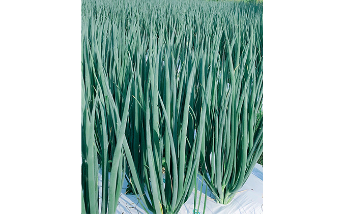 【4か月定期便】生産農家直送 京野菜・九条ねぎ2kg〈定期便 ねぎ ネギ 葱 九条ねぎ 京野菜 京都 新鮮 甘い 農家直送 野菜〉 4ヶ月 4回 