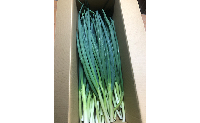 【6か月定期便】生産農家直送 京野菜・九条ねぎ2kg〈定期便 ねぎ ネギ 葱 九条ねぎ 京野菜 京都 新鮮 甘い 農家直送 野菜〉 6ヶ月 6回 半年 