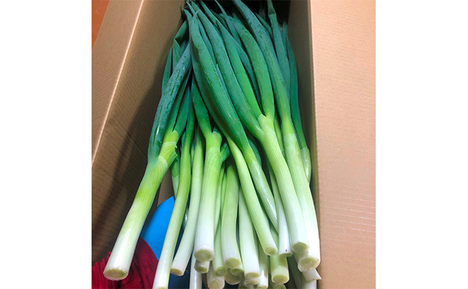 【6か月定期便】生産農家直送 京野菜・九条ねぎ2kg〈定期便 ねぎ ネギ 葱 九条ねぎ 京野菜 京都 新鮮 甘い 農家直送 野菜〉 6ヶ月 6回 半年 