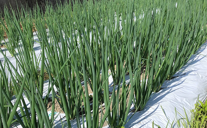 【6か月定期便】生産農家直送 京野菜・九条ねぎ1kg〈定期便 ねぎ ネギ 葱 九条ねぎ 京野菜 京都 新鮮 甘い 農家直送 野菜〉 6ヶ月 6回 半年 