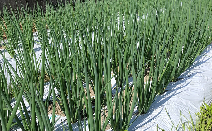 【4か月定期便】生産農家直送 京野菜・九条ねぎ1kg〈定期便 ねぎ ネギ 葱 九条ねぎ 京野菜 京都 新鮮 甘い 農家直送 野菜〉 4ヶ月 4回 