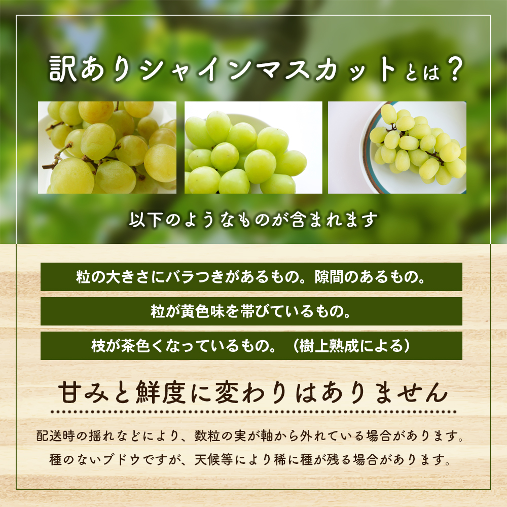 【ふるさと納税でシャインマスカット】《訳あり》シャインマスカット（ご家庭用）約1.2kg（2房）【糖度17度超え・おすすめ・お取り寄せ・新鮮・マスカット・フルーツ・果物・ぶどう・果物類・国産・2023年・年内発送・ハウス栽培・人気・甘い・糖度・種無し・冷蔵配送】