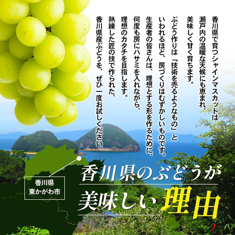 【ふるさと納税でシャインマスカット】《訳あり》シャインマスカット（ご家庭用）約1.2kg（2房）【糖度17度超え・おすすめ・お取り寄せ・新鮮・マスカット・フルーツ・果物・ぶどう・果物類・国産・2023年・年内発送・ハウス栽培・人気・甘い・糖度・種無し・冷蔵配送】