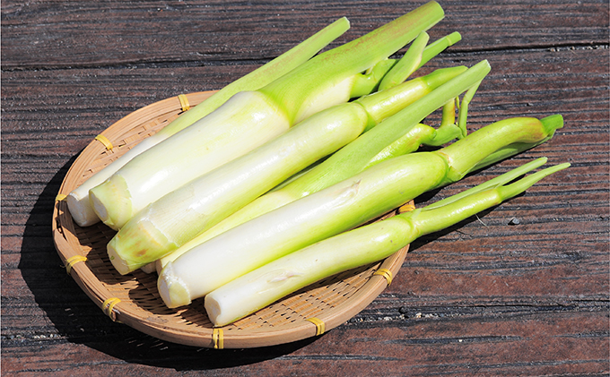 里庄 まこもたけ （1.6kg）【2025年10月上旬～2026年1月下旬出荷】 野菜 マコモダケ マコモ 中華料理 天ぷら 高級食材 送料無料 里庄町