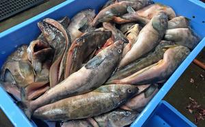 【礼文島リボンプロジェクト】北海道礼文島産　開き根ほっけ（400g以上）×7枚 魚貝類 干物 ホッケ 