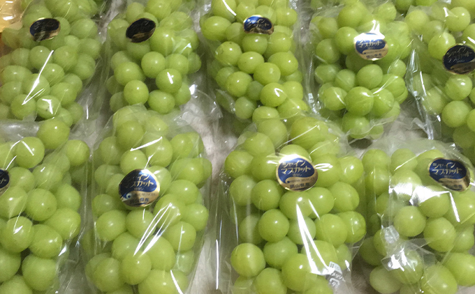 岡山県高梁市のふるさと納税 ぶどう食比べセット 2房 合計1kg前後 葡萄 フルーツ 岡山 高梁市産 ぜきお農園 ぶどうclub 2025年 先行予約 果物類 マスカット 果物