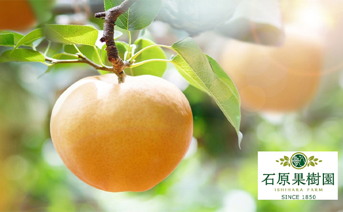 梨 2025年 先行予約 あたご梨 2玉 (1玉 約750g) 化粧箱 【11月下旬～12月中旬頃発送】ナシ なし 岡山県産 国産 フルーツ 果物 ギフト 石原果樹園 愛宕梨 日本一大きい梨 