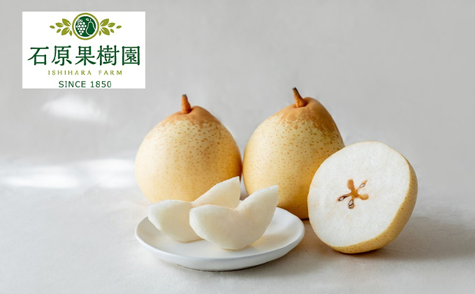 梨 2025年 先行予約 鴨梨（ヤーリー）5～10玉 合計約3kg 贈答箱 【11月下旬～12月中旬頃発送】ナシ なし 岡山県産 国産 フルーツ 果物 ギフト 石原果樹園 ヤリー 