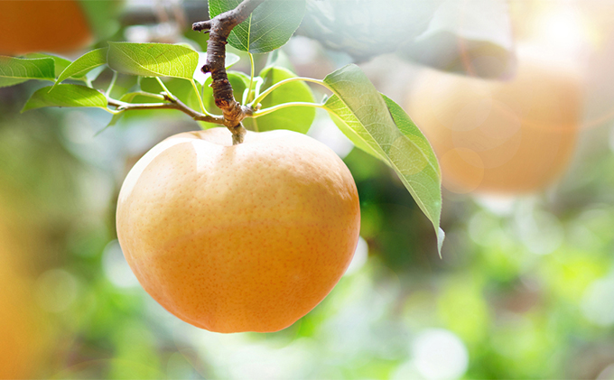 梨 2025年 先行予約 あたご梨・鴨梨（ヤーリー）詰合せ あたご1～2玉 鴨梨2玉 合計約2kg 贈答箱 【11月下旬～12月中旬頃発送】ナシ なし 岡山県産 国産 フルーツ 果物 ギフト 石原果樹園 