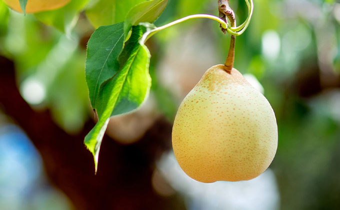 梨 2025年 先行予約 あたご梨・鴨梨（ヤーリー）詰合せ あたご1～2玉 鴨梨2玉 合計約2kg 贈答箱 【11月下旬～12月中旬頃発送】ナシ なし 岡山県産 国産 フルーツ 果物 ギフト 石原果樹園 