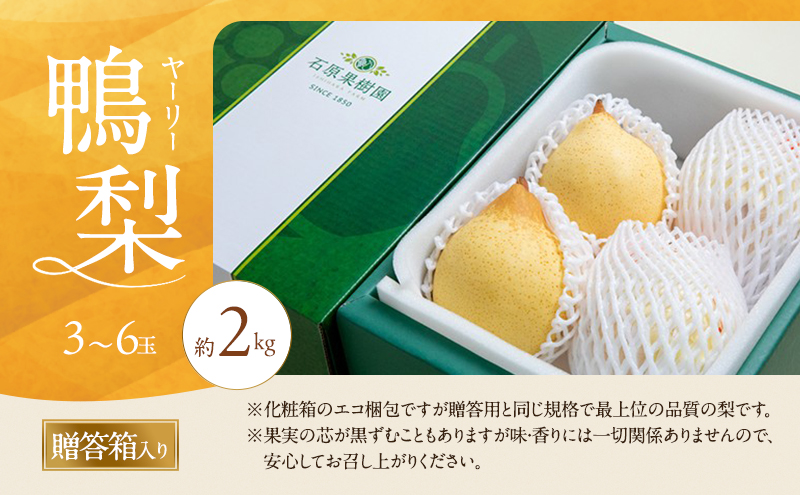梨 2026年 先行予約 鴨梨（ヤーリー）3～6玉 合計約2kg 贈答箱 【11月下旬～12月中旬頃発送】ナシ なし 岡山県産 国産 フルーツ 果物 ギフト 石原果樹園 