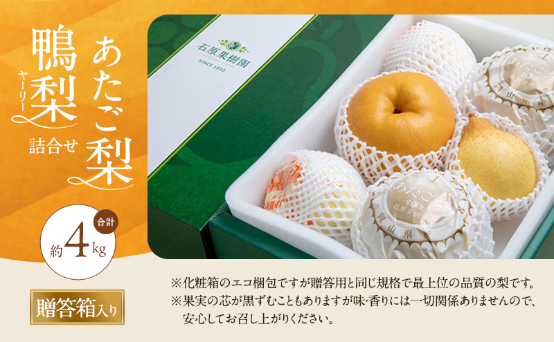 梨 2026年 先行予約 あたご梨・鴨梨（ヤーリー）詰合せ 合計約4kg あたご2～3玉 鴨梨3～7玉 贈答箱【11月下旬～12月中旬頃発送】ナシ なし 岡山県産 国産 フルーツ 果物 ギフト 石原果樹園 