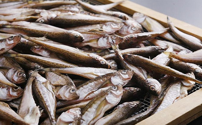 丸々太ったハタハタさん。ハタハタ 一夜干し 丸干し お取り寄せ 産地直送 食品 食べ物 おつまみ 魚貝類 干物 贈り物 プレゼント 家庭用 【※2025年4月中旬～順次発送】 