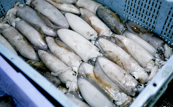 柔らか肉厚のスルメイカ一夜干し 3枚 魚貝類 イカ いか スルメイカ お酒 つまみ 特大 新鮮 保存 冷凍 国産 送料無料 酒の肴 酒のつまみ 