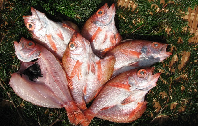 【京都府宮津市】〜丹後の魚屋お薦め〜高級のどぐろの一夜干し 魚貝類 加工食品