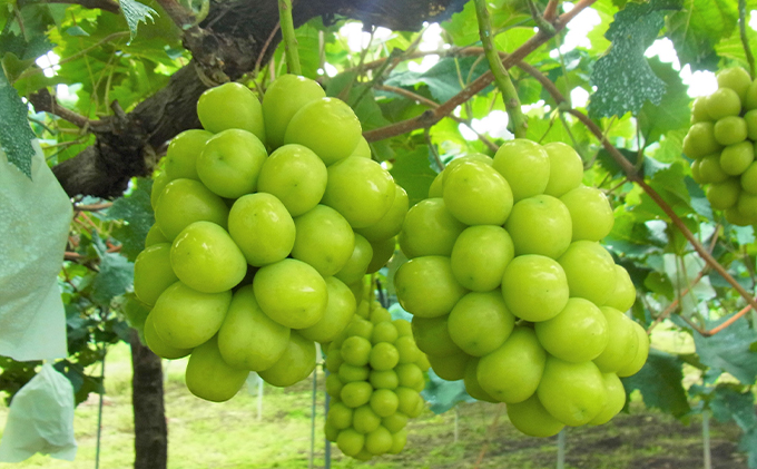 シャインマスカット 3房 合計1.7kg以上 葡萄 フルーツ 岡山 高梁市産 こあに葡萄園 2026年 先行予約 果物類 ぶどう ブドウ 