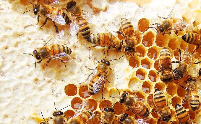 非加熱 の 生はちみつ　自然のままの品質を瓶詰めした、 100％ 天然 の 純粋蜂蜜 600g　はちみつ 蜂蜜 ハチミツ