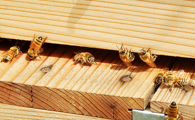 非加熱 の 生はちみつ　自然のままの品質を瓶詰めした、 100％ 天然 の 純粋蜂蜜 600g　はちみつ 蜂蜜 ハチミツ