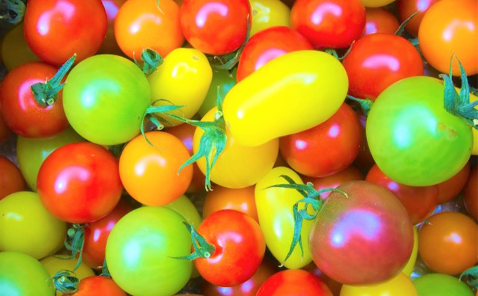 カラフル ミニトマト セット 3kg ≪北海道南富良野産≫ 北海道 南富良野町 2026年発送 先行予約 トマト 詰合せ ミックス ミックストマト 野菜 