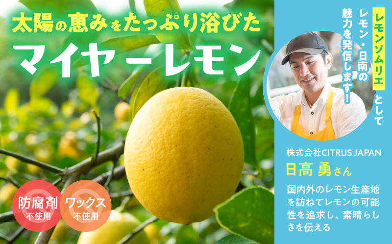 無添加 てんさい糖使用 数量限定 日南レモン シロップ 500ml 2本