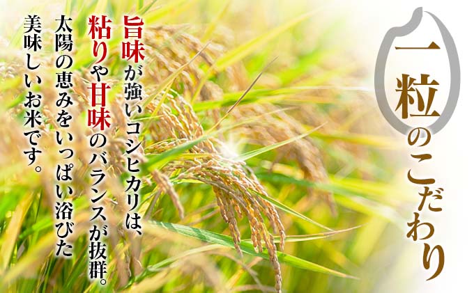 宮崎県日南市のふるさと納税 2週間以内に発送 早場米 令和7年産 新米 コシヒカリ 計5kg 米 期間限定 日南市産 お米 ご飯 ライス 国産 人気 食品 精米 白米 こしひかり 有洗米 おすすめ おにぎり お弁当 炊き込みご飯 雑炊 ギフト 贈り物 産地直送 宮崎県 日南市 送料無料_CA79-25
