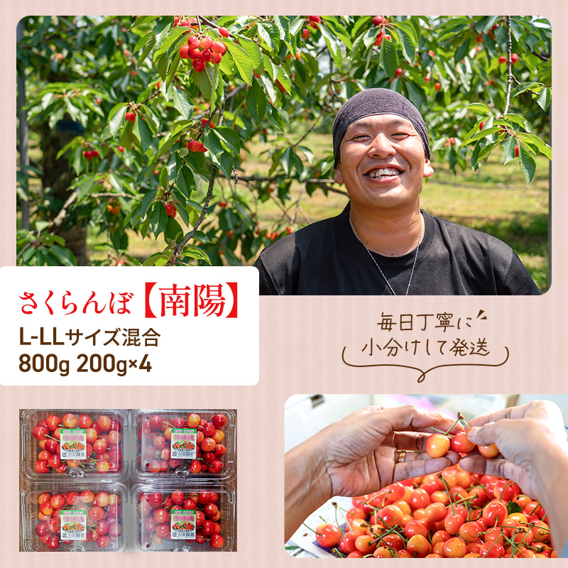 先行受付 さくらんぼ 南陽 800g（200g×4）L-LLサイズ混合  サクランボ チェリー フルーツ 果物 果物類  北海道 仁木町 仁木 [大塚農園]