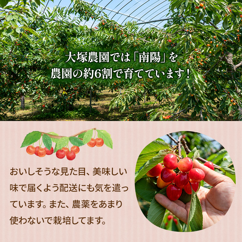 北海道仁木町のふるさと納税 先行受付 さくらんぼ 佐藤錦 800g（200g×4）M-Lサイズ混合  サクランボ チェリー フルーツ 果物 果物類  北海道 仁木町 仁木 [大塚農園]