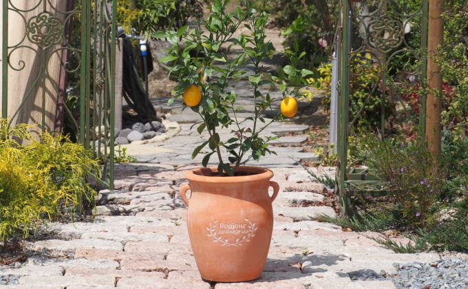 苗木 レモン レモンの木 鉢植え つぼ型 テラコッタ鉢 植物 ガーデン インテリア ※配送不可:北海道、沖縄、離島 