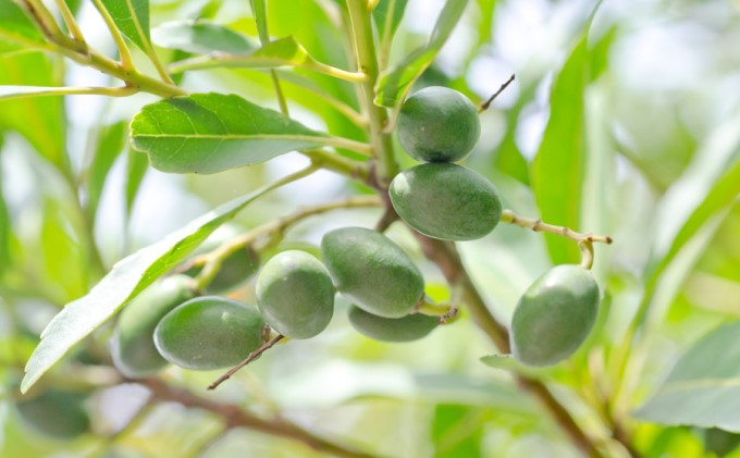 鉢植え 苗木 オリーブの木 6号 オリーブ 高さ約60～80cm 植物 ガーデン ガーデニング 