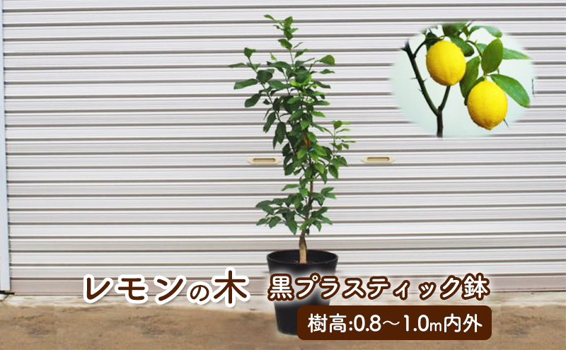 【福岡県朝倉市】苗木 鉢植え レモンの木 黒プラスティック鉢 直径27cm 植物 ガーデン インテリア ※配送不可:北海道、沖縄、離島