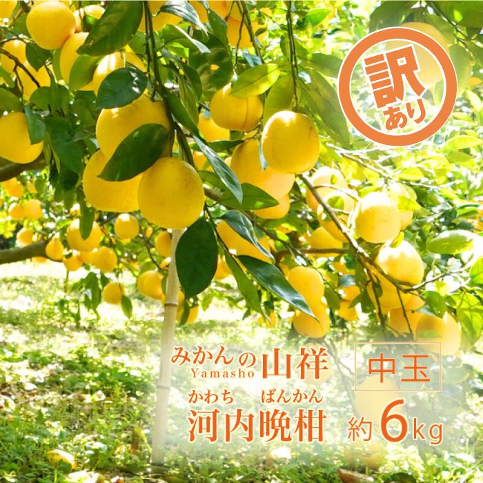 訳あり みかんの山祥が贈る 樹齢25年以上の河内晩柑 中玉 6kg L～2Lサイズ （サイズミックス） みかん 蜜柑 河内晩柑 愛南ゴールド 果物 フルーツ 柑橘 ゼリー ジュース みかんの山祥 愛南町 愛媛県