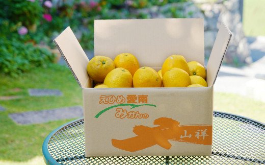 数量限定 先行予約 河内晩柑 樹齢 25年以上 小玉 8kg （ Mサイズ ） 9000円 みかん mikan 蜜柑 ミカン かわちばんかん 愛南ゴールド あいなん ゴールド 文旦 派生 和製 グレープフルーツ 産地直送 国産 農家直送 期間限定 特産品 ゼリー ジュース アイス 等に 人気 限定 甘い さわやか フルーツ 果物 柑橘 蜜柑 みかんの山祥 愛南町 愛媛県
