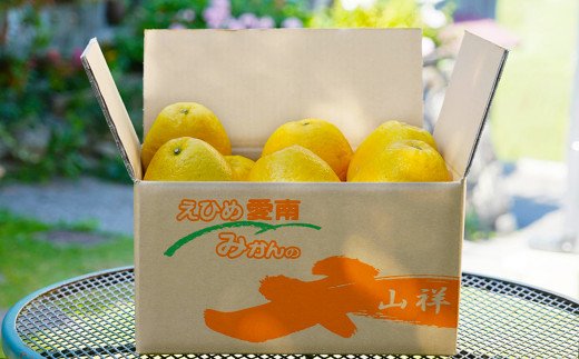 数量限定 先行予約 河内晩柑 樹齢 25年以上 大玉 6kg （ 2Lサイズ 以上 ） 8000円 みかん mikan 蜜柑 ミカン かわちばんかん 愛南ゴールド あいなん ゴールド 文旦 派生 和製 グレープフルーツ 産地直送 国産 農家直送 期間限定 特産品 ゼリー ジュース アイス 等に 人気 限定 甘い さわやか フルーツ 果物 柑橘 蜜柑 みかんの山祥 愛南町 愛媛県