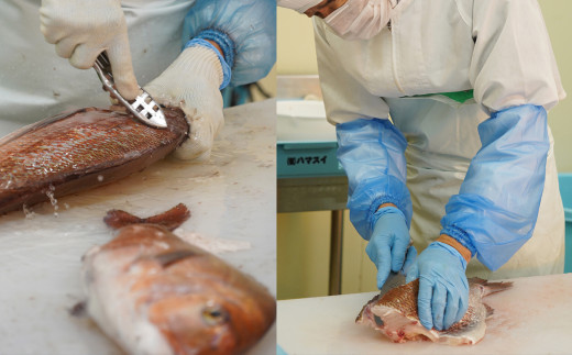 ふかうら真鯛のぶっかけ鯛丼（１食100ｇ×５パック） 漬け丼  ごまだれ タイ 魚 海鮮 丼 マダイ 鯛 丼 深浦 お食い初め ハマスイ 愛媛県 愛南町
