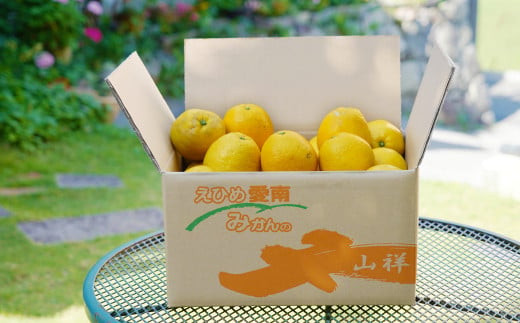 数量限定 先行予約 河内晩柑 樹齢 25年以上 訳あり 9kg （ Mサイズ 以上 ） 9000円 みかん mikan 蜜柑 ミカン わけあり かわちばんかん 愛南ゴールド あいなん ゴールド 文旦 派生 和製 グレープフルーツ 産地直送 国産 農家直送 期間限定 特産品 ゼリー ジュース アイス 等に 人気 限定 甘い さわやか フルーツ 果物 柑橘 蜜柑 みかんの山祥 愛南町 愛媛県