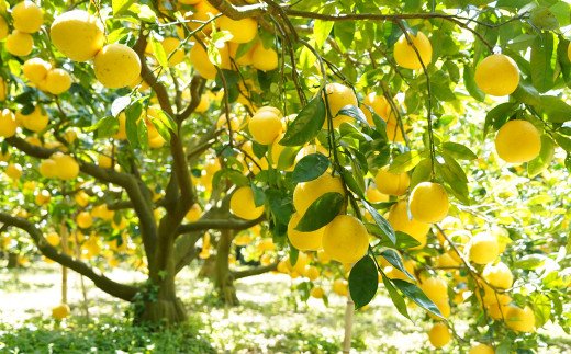 数量限定 先行予約 河内晩柑 樹齢 25年以上 訳あり 9kg （ Mサイズ 以上 ） 9000円 みかん mikan 蜜柑 ミカン わけあり かわちばんかん 愛南ゴールド あいなん ゴールド 文旦 派生 和製 グレープフルーツ 産地直送 国産 農家直送 期間限定 特産品 ゼリー ジュース アイス 等に 人気 限定 甘い さわやか フルーツ 果物 柑橘 蜜柑 みかんの山祥 愛南町 愛媛県