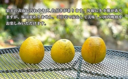 数量限定 先行予約 河内晩柑 樹齢 25年以上 訳あり 9kg （ Mサイズ 以上 ） 9000円 みかん mikan 蜜柑 ミカン わけあり かわちばんかん 愛南ゴールド あいなん ゴールド 文旦 派生 和製 グレープフルーツ 産地直送 国産 農家直送 期間限定 特産品 ゼリー ジュース アイス 等に 人気 限定 甘い さわやか フルーツ 果物 柑橘 蜜柑 みかんの山祥 愛南町 愛媛県