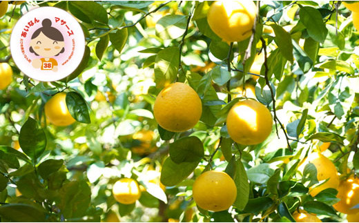 先行予約 訳あり 河内晩柑 8.5kg 10000円 みかん かわちばんかん わけあり ミカン mikan 愛南ゴールド あいなん ゴールド 家庭用 少量 お試し 文旦 グレープフルーツ 和製 家庭用 産地直送 国産 農家直送 期間限定 数量限定 ビタミン 特産品 ゼリー ジュース 人気 限定 さわやか 甘い フルーツ 果物 柑橘 蜜柑 規格外 あいなんマザーズ 愛南町 愛媛県