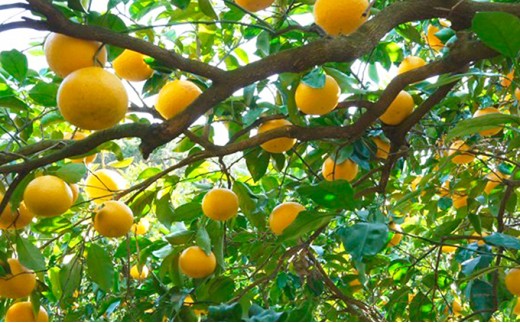 数量限定 先行予約 甘夏 5kg 7000円 みかん あまなつ 夏みかん グレープフルーツ だいだい 産地直送 国産 農家直送 糖度 果樹園 期間限定 特産品 ゼリー マーマレード ピール ジュース デザート 人気 甘い おいしい フルーツ 果物 柑橘 蜜柑 愛南町 愛媛県 吉田農園