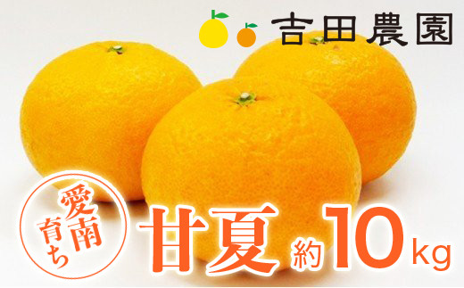 【愛媛県愛南町】数量限定 先行予約 甘夏 10kg 11000円 みかん あまなつ 夏みかん グレープフルーツ だいだい 事前 予約 受付 産地直送 国産 農家直送 糖度 果樹園 期間限定 特産品 ゼリー マーマレード ピール ジュース デザート 人気 甘い おいしい フルーツ 果物 柑橘 蜜柑