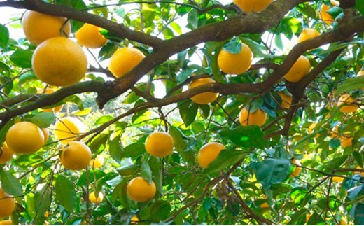 数量限定 先行予約 甘夏 10kg 11000円 みかん あまなつ 夏みかん グレープフルーツ だいだい 事前 予約 受付 産地直送 国産 農家直送 糖度 果樹園 期間限定 特産品 ゼリー マーマレード ピール ジュース デザート 人気 甘い おいしい フルーツ 果物 柑橘 蜜柑 愛南町 愛媛県 吉田農園