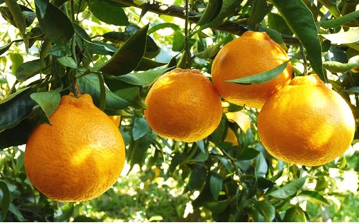 数量限定 先行予約 不知火 5kg 13000円 みかん しらぬい デコポン と 同品種 mikan 蜜柑 ミカン 産地直送 国産 農家直送 期間限定 特産品 ゼリー ジュース アイス 等に 人気 限定 甘い 果実 果肉 フルーツ 果物 柑橘 美味しい おいしい ジューシー 吉田農園 愛南町 愛媛県